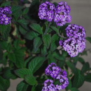 heliotrope fragant delight