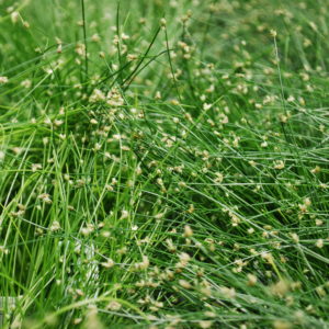 fiber optic grass scirpus cernus