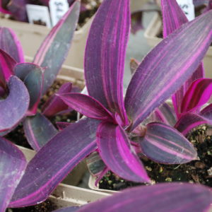 setcreasea purple variegated
